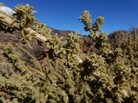 Adenocarpus viscosus 3, Saxifraga-Ed Stikvoort