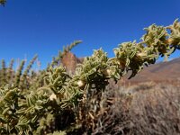 Adenocarpus viscosus 6, Saxifraga-Ed Stikvoort