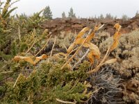 Adenocarpus viscosus 8, Saxifraga-Ed Stikvoort
