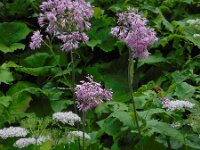 Adenostyles alliariae 10, Saxifraga-Ed Stikvoort