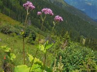 Adenostyles alliariae 11, Saxifraga-Ed Stikvoort