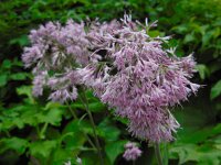 Adenostyles alliariae 12, Saxifraga-Ed Stikvoort