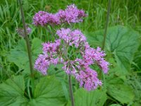 Adenostyles alliariae 13, Saxifraga-Ed Stikvoort