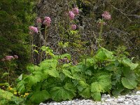 Adenostyles alliariae 14, Saxifraga-Ed Stikvoort