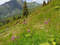 Adenostyles alliariae 15, Saxifraga-Ed Stikvoort