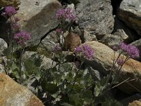 Adenostyles alliariae 5, Saxifraga-Willem van Kruijsbergen