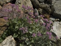 Adenostyles alliariae 6, Saxifraga-Willem van Kruijsbergen