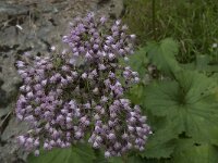 Adenostyles alliariae 8, Saxifraga-Willem van Kruijsbergen
