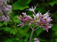 Adenostyles alliariae 9, Saxifraga-Ed Stikvoort