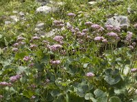 Adenostyles glabra 3, Saxifraga-Jan van der Straaten