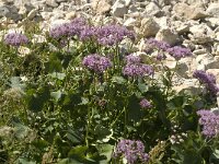 Adenostyles glabra 6, Saxifraga-Jan van der Straaten