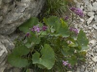 Adenostyles glabra 7, Saxifraga-Willem van Kruijsbergen