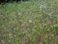 Aegilops geniculata 11, Saxifraga-Ed Stikvoort
