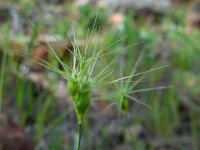 Aegilops geniculata 5, Saxifraga-Ed Stikvoort
