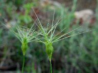 Aegilops geniculata 7, Saxifraga-Ed Stikvoort