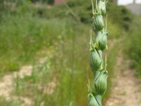 Aegilops ventricosa 2, Saxifraga-Rutger Barendse