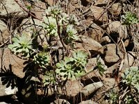 Aeonium percarneum 2, Saxifraga-Rutger Barendse