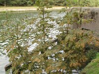 Aesculus hippocastanum 10, Witte paardenkastanje, Saxifraga-Rutger Barendse