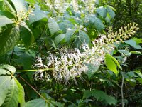 Aesculus parviflorus 2, Klainbloemige kastanje, Saxifraga-Rutger Barendse