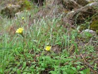 Aetheorhiza bulbosa 4, Saxifraga-Rutger Barendse