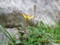 Aetheorhiza bulbosa 5, Saxifraga-Rutger Barendse