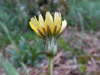 Aetheorhiza bulbosa 7, Saxifraga-Rutger Barendse