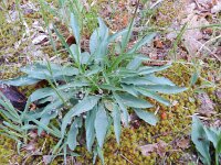 Aetheorhiza bulbosa 8, Saxifraga-Rutger Barendse
