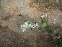 Aethionema saxatile 2, Saxifraga-Jasenka Topic