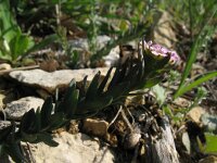 Aethionema saxatile 4, Saxifraga-Rutger Barendse