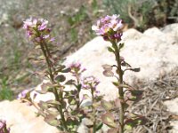 Aethionema saxatile 5, Saxifraga-Rutger Barendse