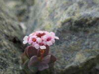 Aethionema saxatile ssp creticum 10, Saxifraga-Ed Stikvoort