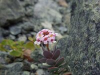 Aethionema saxatile ssp creticum 9, Saxifraga-Ed Stikvoort