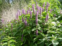 Agastache rugosa 4, Saxifraga-Rutger Barendse