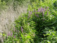 Agastache rugosa 5, Saxifraga-Rutger Barendse