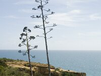 Agave americana 5, Saxifraga-Jan van der Straaten
