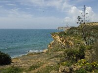 Agave americana 7, Saxifraga-Jan van der Straaten