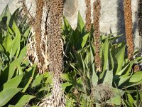 Agave attenuata 2, Saxifraga-Rutger Barendse