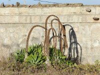 Agave attenuata 3, Saxifraga-Rutger Barendse