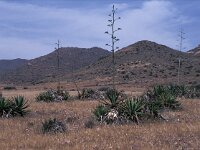 Agave sisalana 2, Saxifraga-Jan van der Straaten