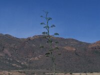 Agave sisalana 3, Saxifraga-Jan van der Straaten