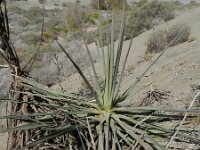 Agave sisalana 5, Saxifraga-Rutger Barendse