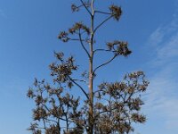 Agave sisalana 6, Saxifraga-Rutger Barendse