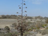 Agave sisalana 7, Saxifraga-Rutger Barendse