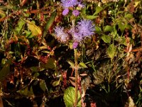 Ageratum houstonianum 6, Saxifraga-Ed Stikvoort