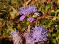 Ageratum houstonianum 7, Saxifraga-Ed Stikvoort