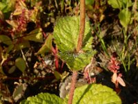 Ageratum houstonianum 9, Saxifraga-Ed Stikvoort