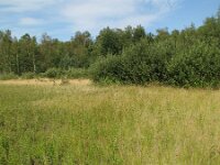 Agrostis scabra 2, Zilverstruisgras, Saxifraga-Rutger Barendse