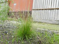 Agrostis scabra 3, Zilverstruisgras, Saxifraga-Rutger Barendse