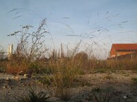 Agrostis scabra 6, Zilverstruisgras, Saxifraga-Rutger Barendse