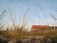 Agrostis scabra 7, Zilverstruisgras, Saxifraga-Rutger Barendse